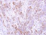 CGN Antibody in Immunohistochemistry (Paraffin) (IHC (P))