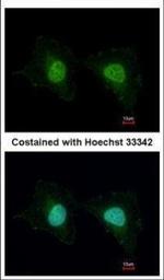 UNKL Antibody in Immunocytochemistry (ICC/IF)