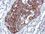 WDR65 Antibody in Immunohistochemistry (Paraffin) (IHC (P))