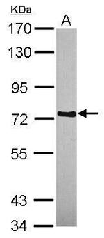WDR65 Antibody in Western Blot (WB)