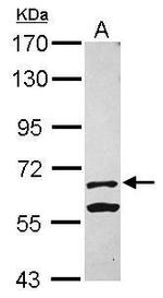 KLHL13 Antibody in Western Blot (WB)