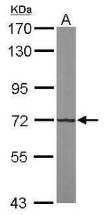 KLHL13 Antibody in Western Blot (WB)