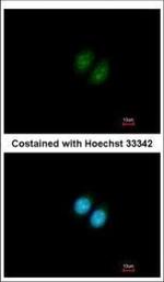 RRP12 Polyclonal Antibody