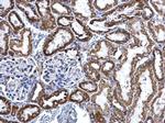 SNX27 Antibody in Immunohistochemistry (Paraffin) (IHC (P))