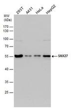 SNX27 Antibody in Western Blot (WB)