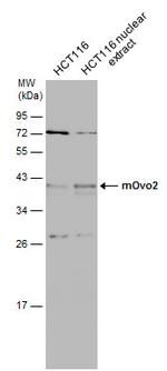 OVOL2 Polyclonal Antibody