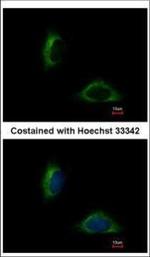 FAM171A1 Antibody in Immunocytochemistry (ICC/IF)