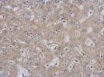 FAM171A1 Antibody in Immunohistochemistry (Paraffin) (IHC (P))