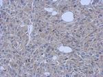 FCHO1 Antibody in Immunohistochemistry (Paraffin) (IHC (P))