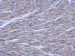 FCHO1 Antibody in Immunohistochemistry (Paraffin) (IHC (P))