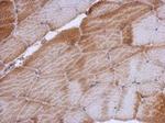 RPL12 Antibody in Immunohistochemistry (Paraffin) (IHC (P))