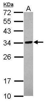 TPGS2 Antibody in Western Blot (WB)