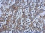 SPRYD5 Polyclonal Antibody