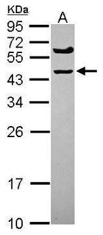 SPRYD5 Antibody in Western Blot (WB)