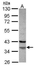 FAM76A Polyclonal Antibody