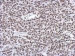 RASSF4 Antibody in Immunohistochemistry (Paraffin) (IHC (P))