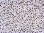 RASSF4 Antibody in Immunohistochemistry (Paraffin) (IHC (P))