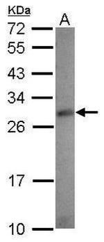 RASSF4 Antibody in Western Blot (WB)