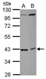 C18orf54 Polyclonal Antibody