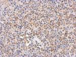 C9orf114 Antibody in Immunohistochemistry (Paraffin) (IHC (P))