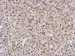 PELO Antibody in Immunohistochemistry (Paraffin) (IHC (P))
