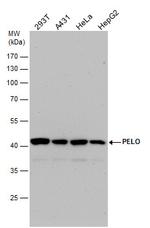 PELO Antibody in Western Blot (WB)