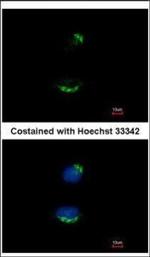 UBAC1 Polyclonal Antibody