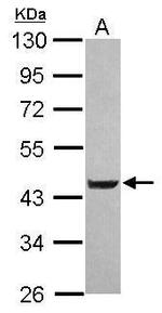 LYPLA3 Antibody in Western Blot (WB)