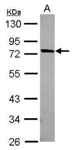 MUM1L1 Antibody in Western Blot (WB)