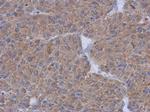 CCDC17 Polyclonal Antibody