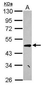 CCDC17 Antibody in Western Blot (WB)