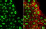 CREB3L3 Antibody in Immunocytochemistry (ICC/IF)