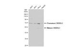 CREB3L3 Antibody in Western Blot (WB)