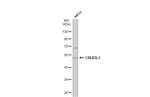 CREB3L3 Antibody in Western Blot (WB)