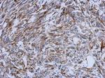 CREB3L3 Antibody in Immunohistochemistry (Paraffin) (IHC (P))