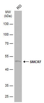 SMCR7 Antibody in Western Blot (WB)
