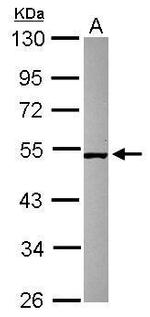 SMCR7 Antibody in Western Blot (WB)