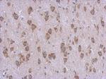 STAMBPL1 Antibody in Immunohistochemistry (Paraffin) (IHC (P))