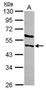 STAMBPL1 Antibody in Western Blot (WB)