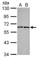 COQ6 Antibody in Western Blot (WB)