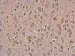 FBXL16 Antibody in Immunohistochemistry (Paraffin) (IHC (P))