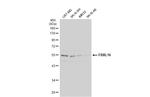 FBXL16 Antibody in Western Blot (WB)