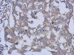 PARS2 Antibody in Immunohistochemistry (Paraffin) (IHC (P))