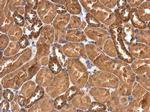 RASGEF1A Antibody in Immunohistochemistry (Paraffin) (IHC (P))
