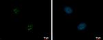 ZNF639 Antibody in Immunocytochemistry (ICC/IF)