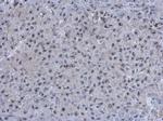 ZNF639 Antibody in Immunohistochemistry (Paraffin) (IHC (P))