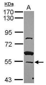 ZNF639 Antibody in Western Blot (WB)