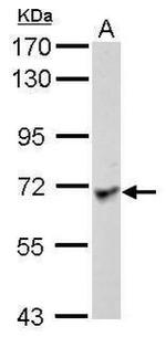 Lano Antibody in Western Blot (WB)