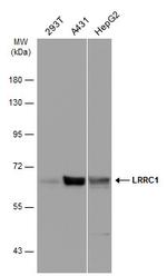 Lano Antibody in Western Blot (WB)