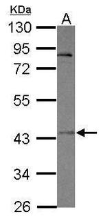 OTUD5 Polyclonal Antibody